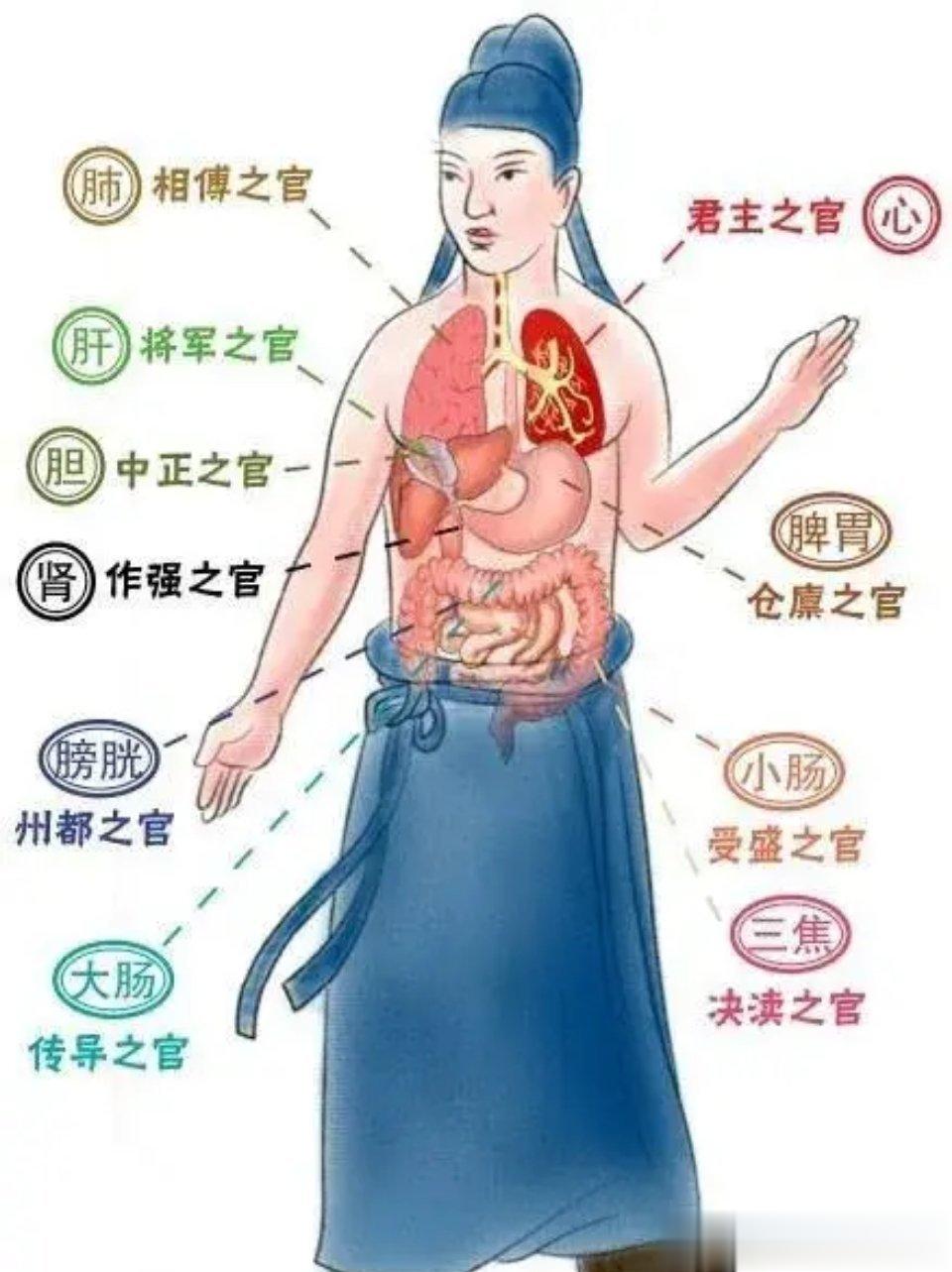 【脏与腑之间的关系】脏与腑相表里，脏属阴为里，腑属阳为表。心与小肠互为表里：如果