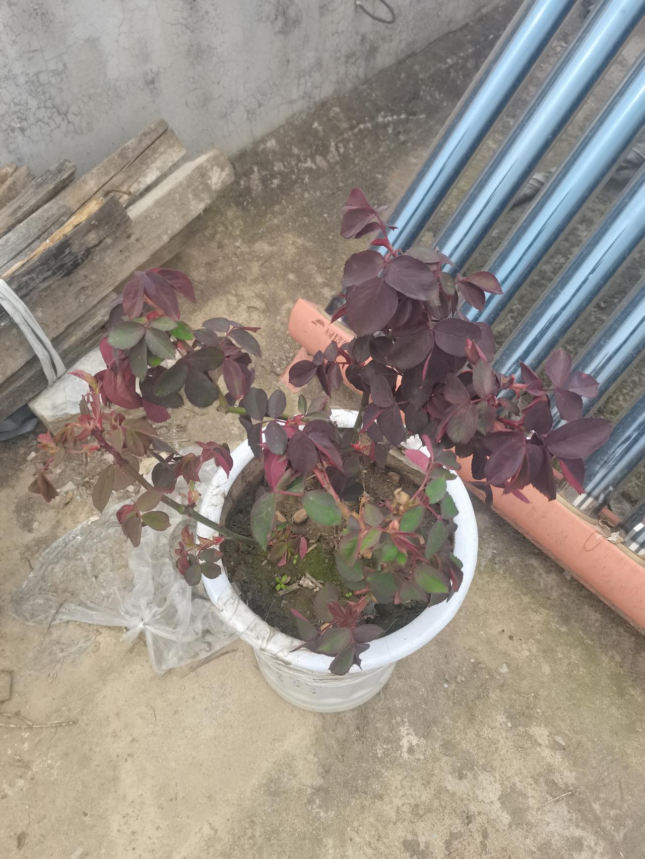 扦插一周的月季，今年会不会带给我惊喜？
期待中。