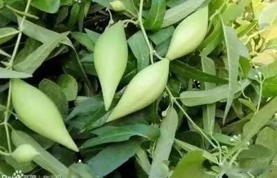 故乡的植物是我的宝藏

“驴娃奶头”，听过吗？秋雨过后，在故乡的地埂边，有种嫩嫩