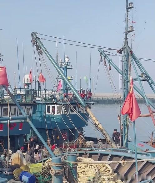 开海倒计时！琅琊渔港千帆蓄势，静待9月1日鸣笛出海。
青岛海域开海进入倒计时，琅