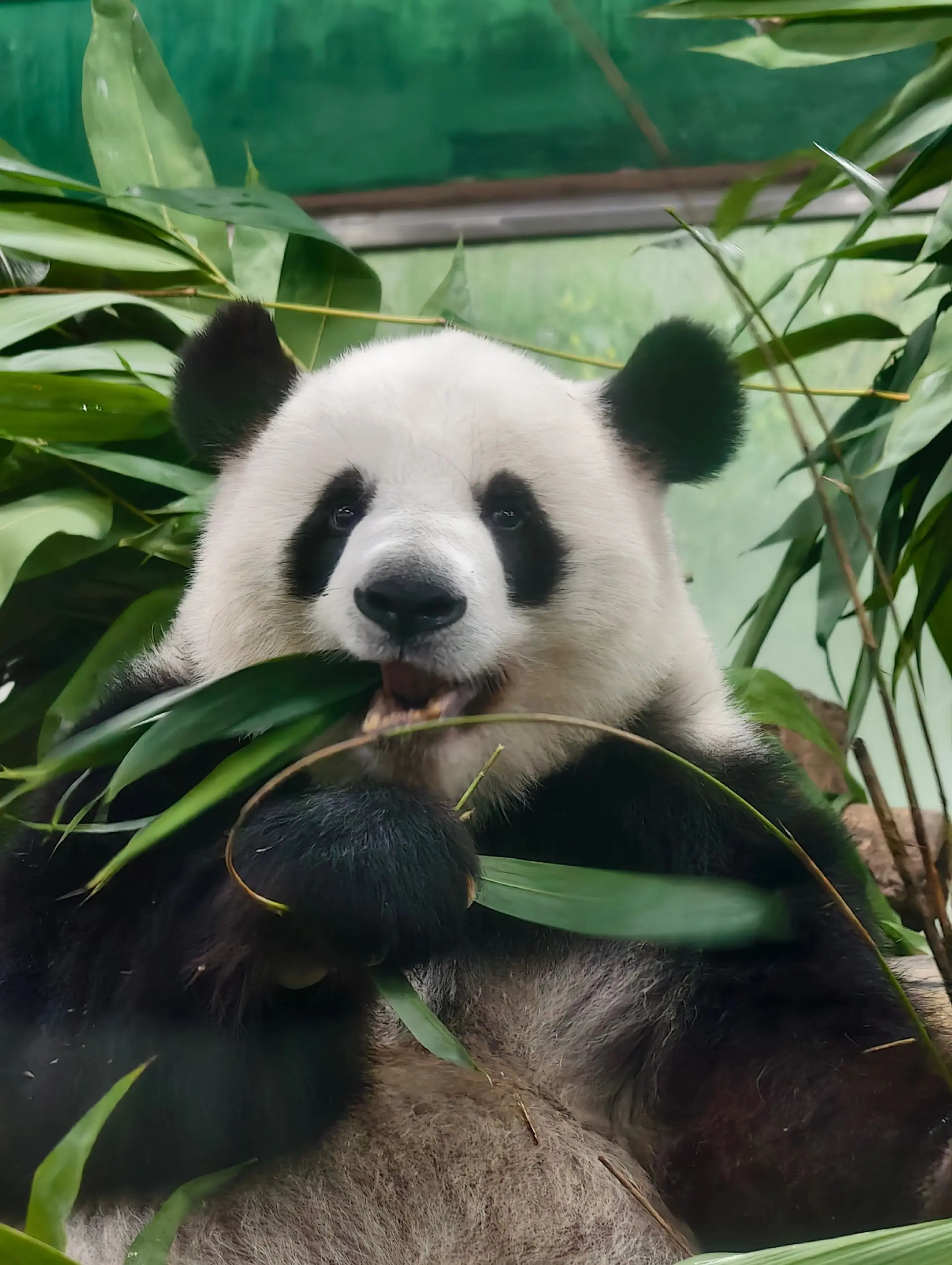用手机拍，也不会影响颜值的雅一。怎么拍都好看。