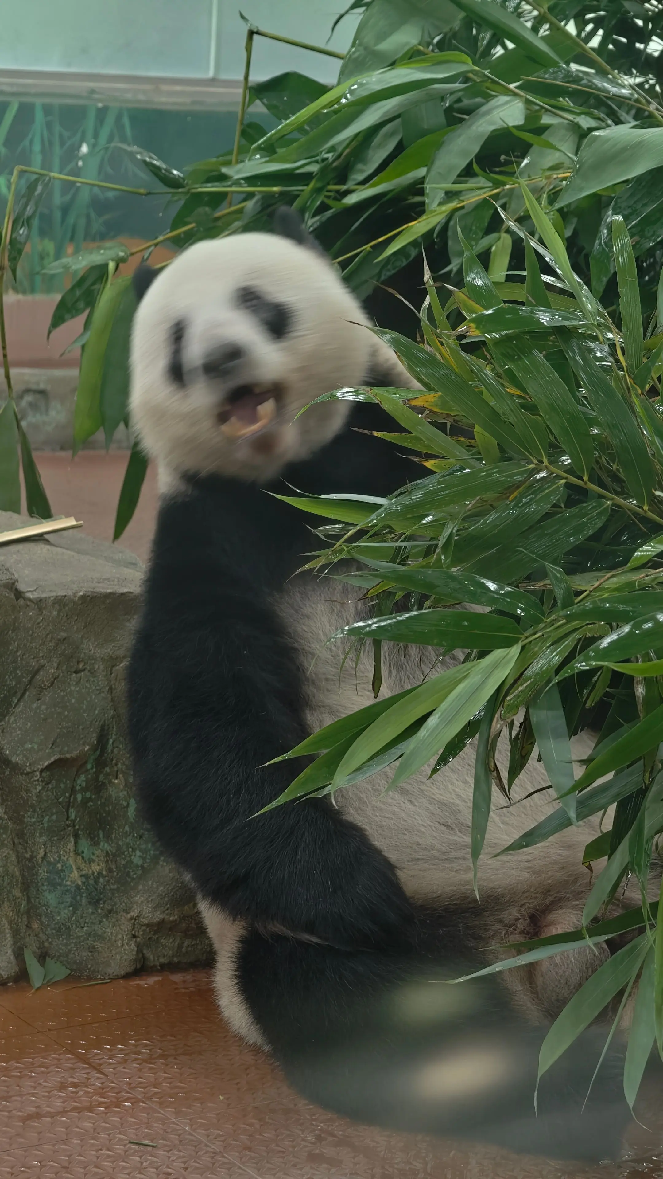 手上有太多星一的黑照了。（估计它打一辈子的工，都赎不回。）