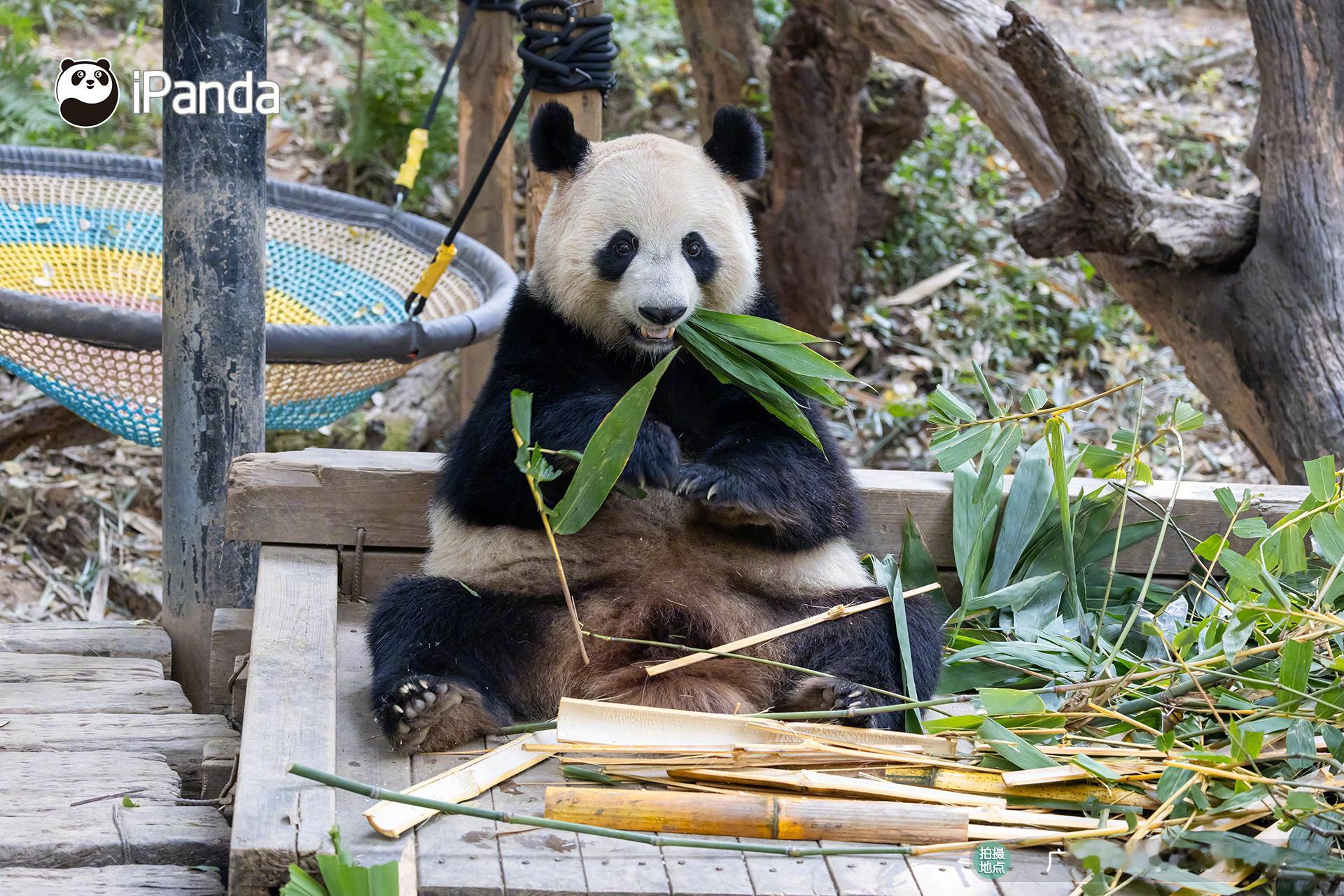 我的星星眼不仅是因为美味竹子，更是因为看到了姨姨呀～大熊猫悦悦 熊猫趣图