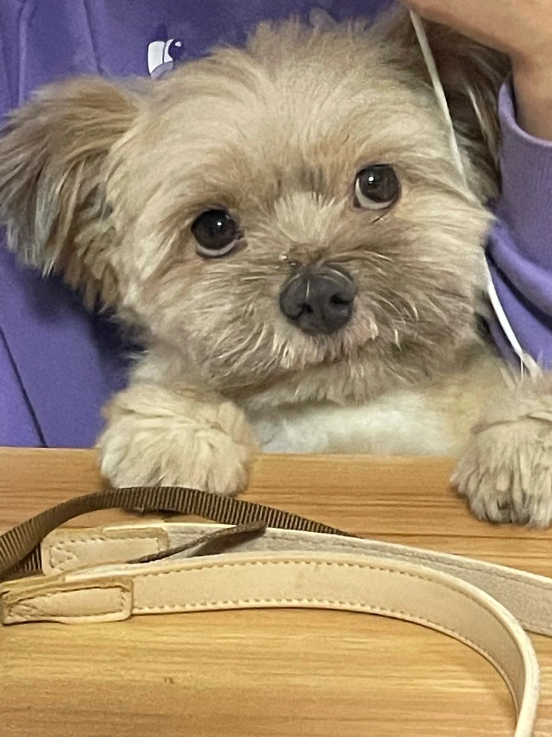 捡狗啦！帮我看看这是什么串串