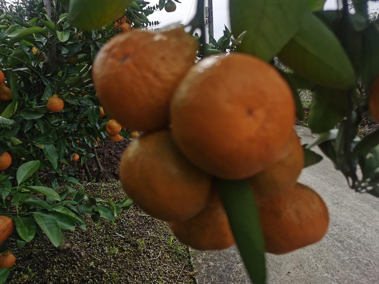 汉中花果山橘子