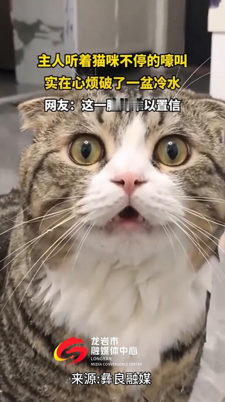 主人听着猫咪不停的嚎叫，实在心烦破了一盆冷水。网友：这一脸的难以置信。
龙岩市融