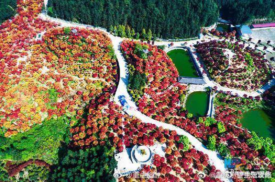 【航拍重庆五洲园红枫林 层林尽染美到心醉】重庆市巴南区五洲园的红枫林迎来盛放期，