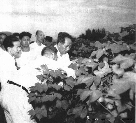 1958年8月9日，毛泽东在察看山东省农科所棉花试验田。