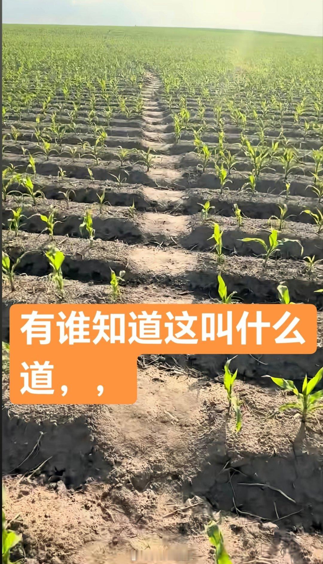 00后以前的东北农村孩子应该都知道这叫什么道吧？