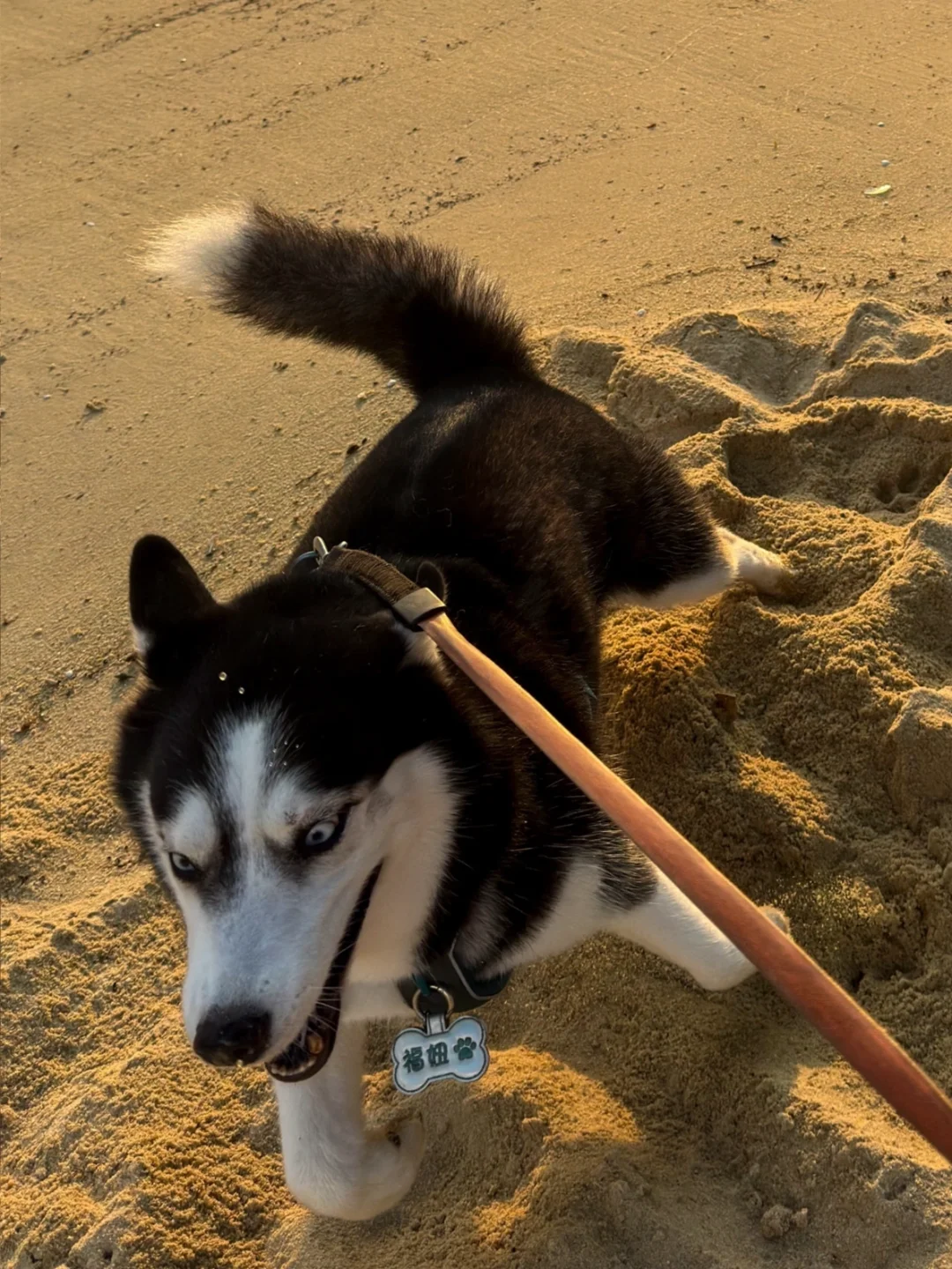 我时常羡慕我的狗