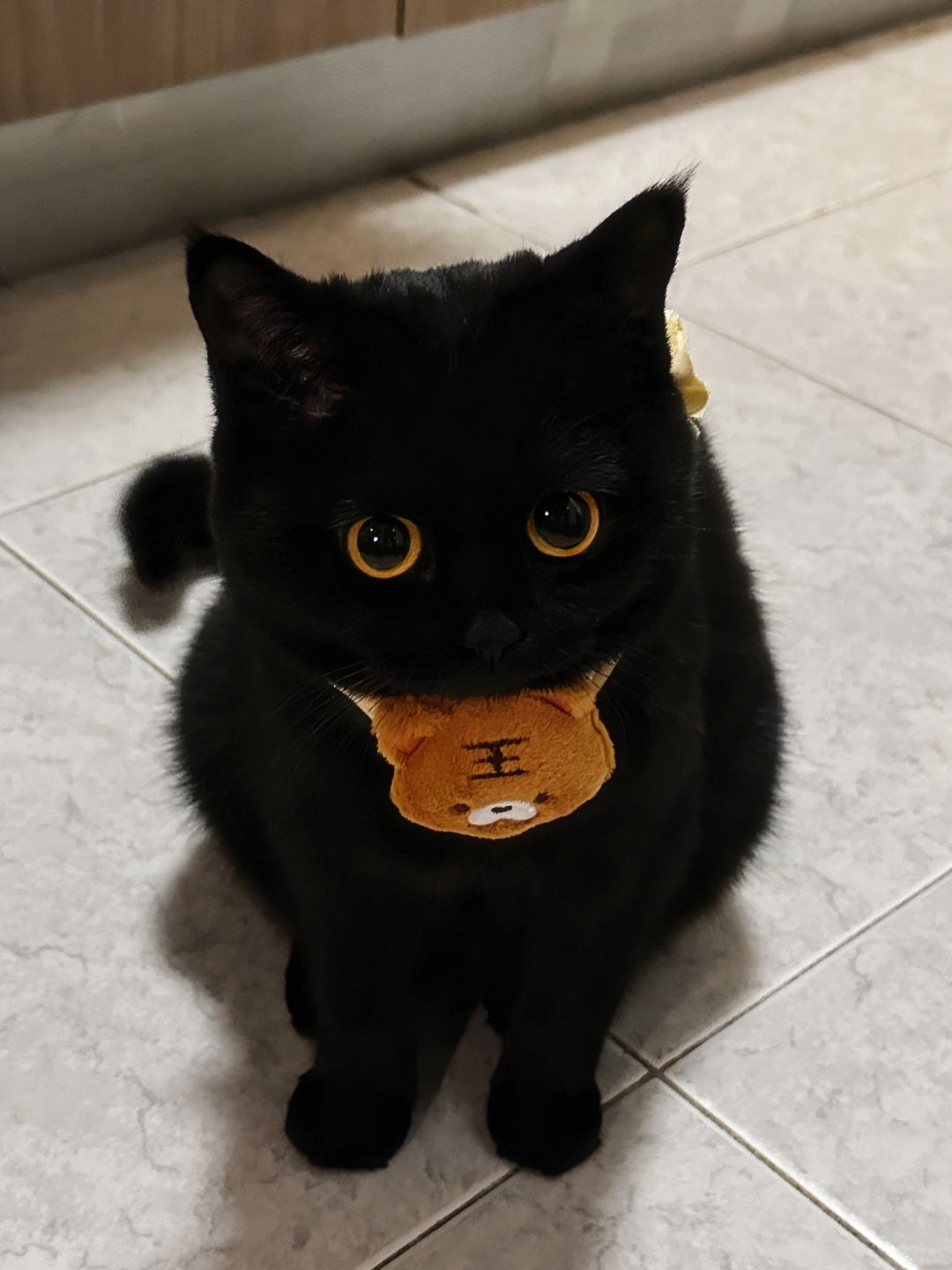 宝宝不会是一只玩具小猫吧？