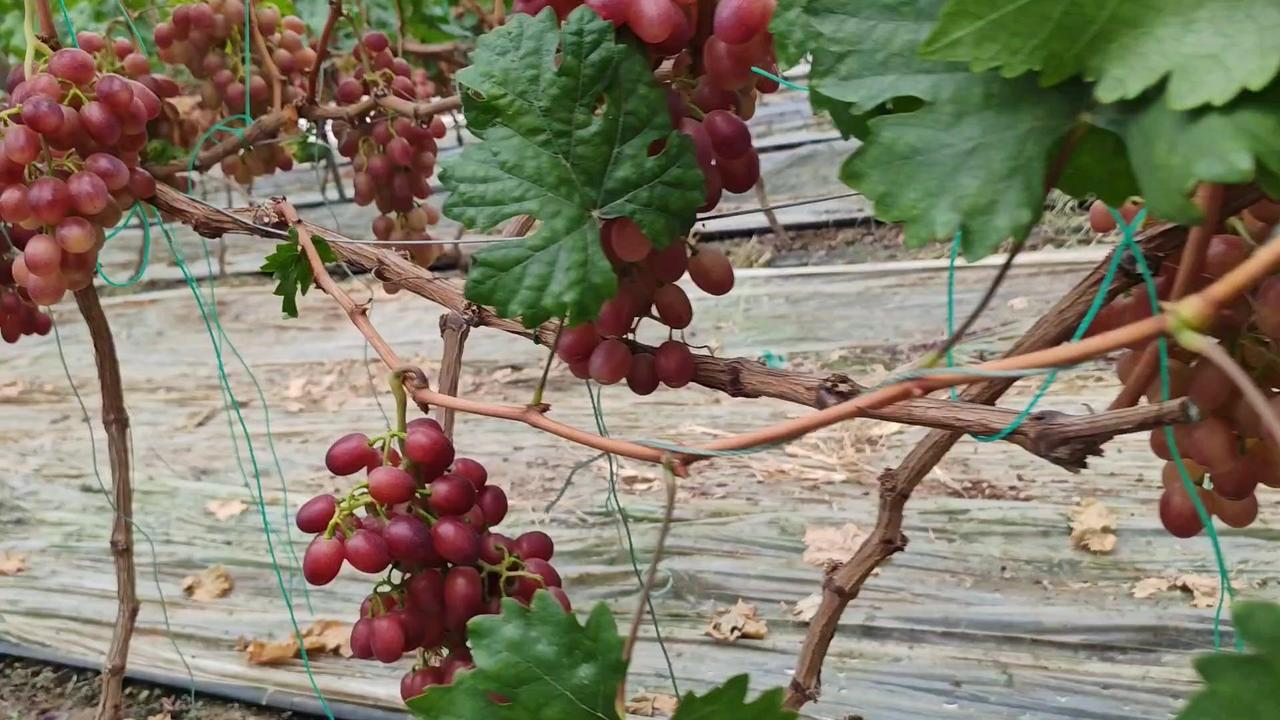🍇春红葡萄种植新手必看！枝条木质化是关键，晚摘会错过最佳上市期～

1️⃣看枝