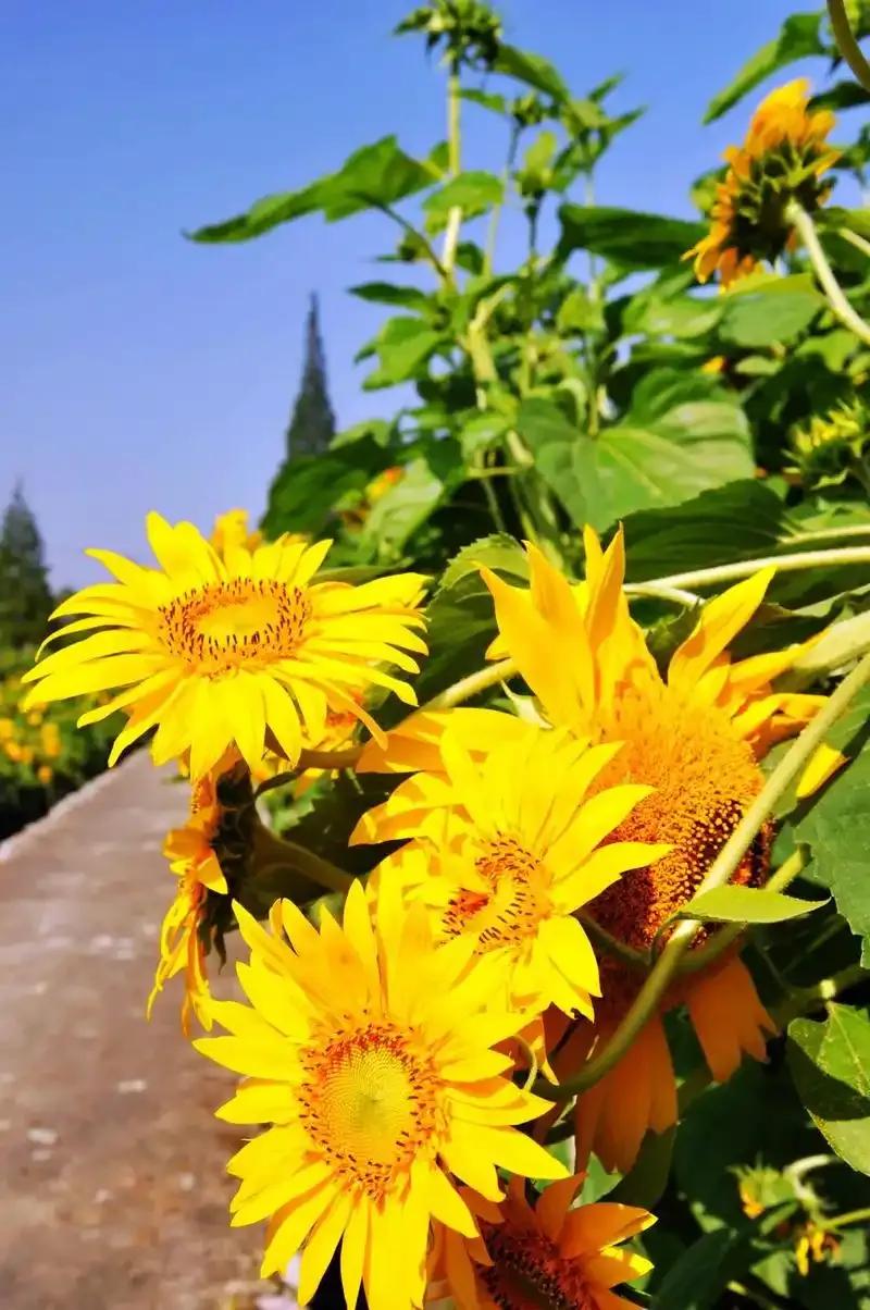 夏风有意唤开花