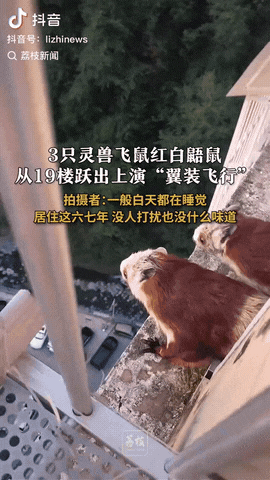 陕西，一男子居家休息时，听见阳台有响动，查看发现三只红棕相间、尾粗如鞭且比普通老