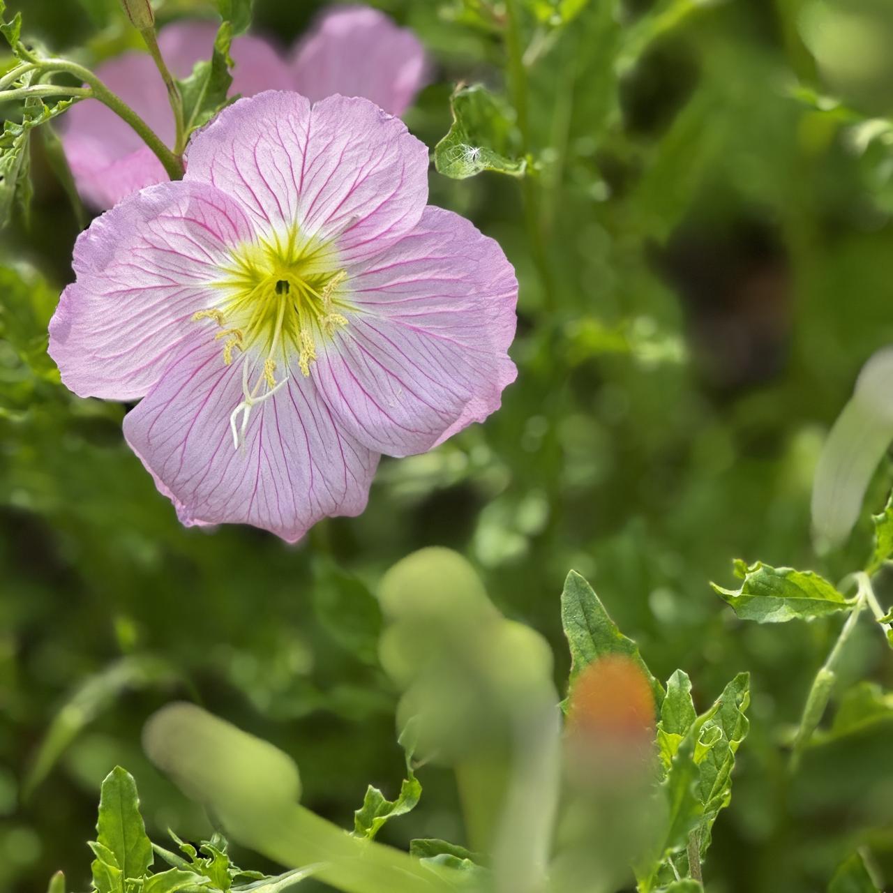 分享一张你最近随拍的照片路边的“月见草”。原产于美国得克萨斯州南部至墨西哥。它喜