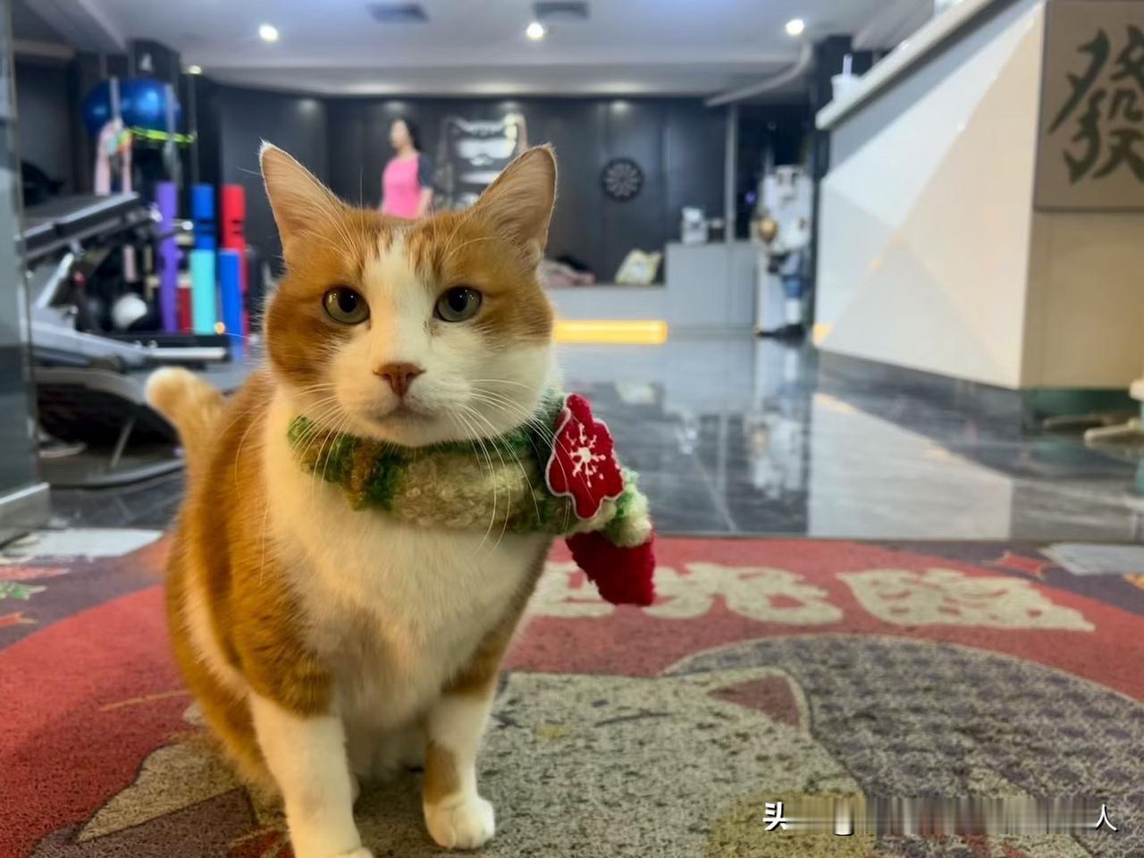 很喜欢申公豹的这段话：
“为什么要替别人考虑，
我也没见过几个人为我考虑。
善解