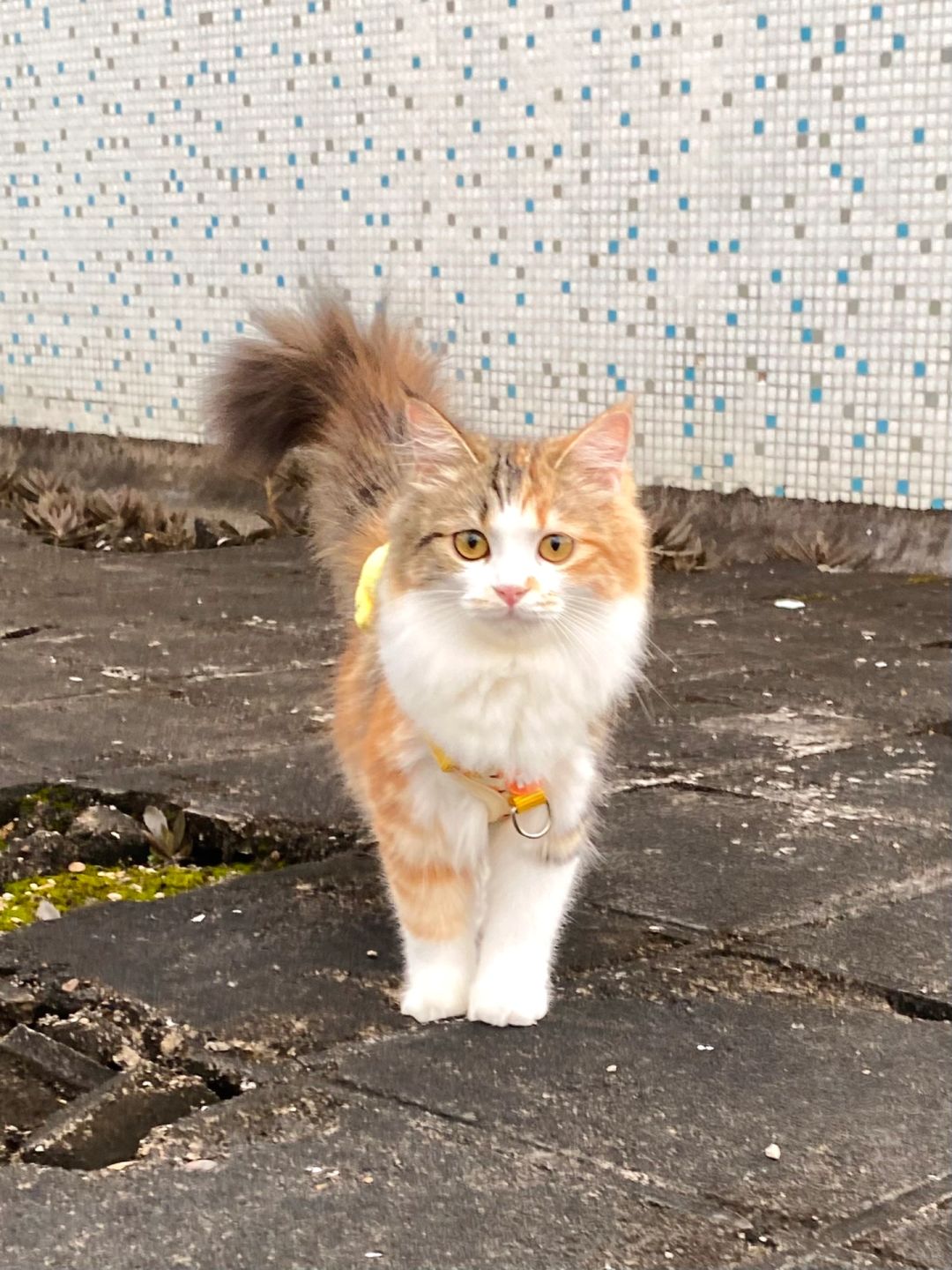 我若拿出这只妲己小猫，阁下又该如何应对呢