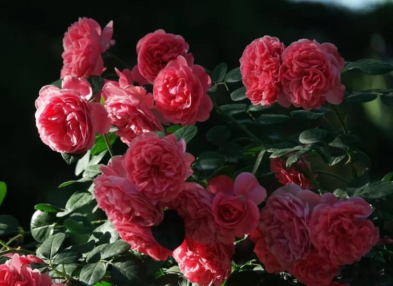 花团锦簇的月季《首发》
我喜欢红色带粉的花朵，无论是月季、牡丹还是郁金香。不知道