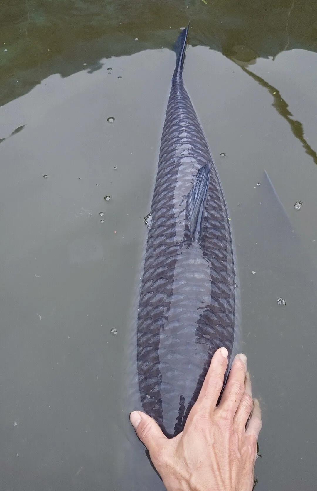 105斤大鱼，广西柳州这大哥直接钓出个“河底巨无霸”！🔥11月25日晚，一条1