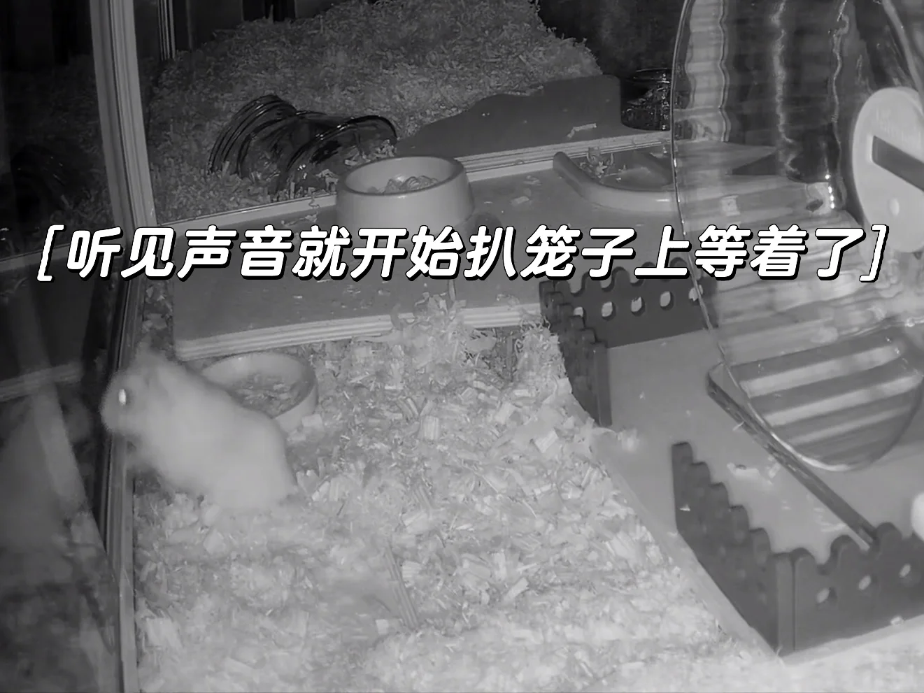 鼠鼠太粘人怎么办🧐