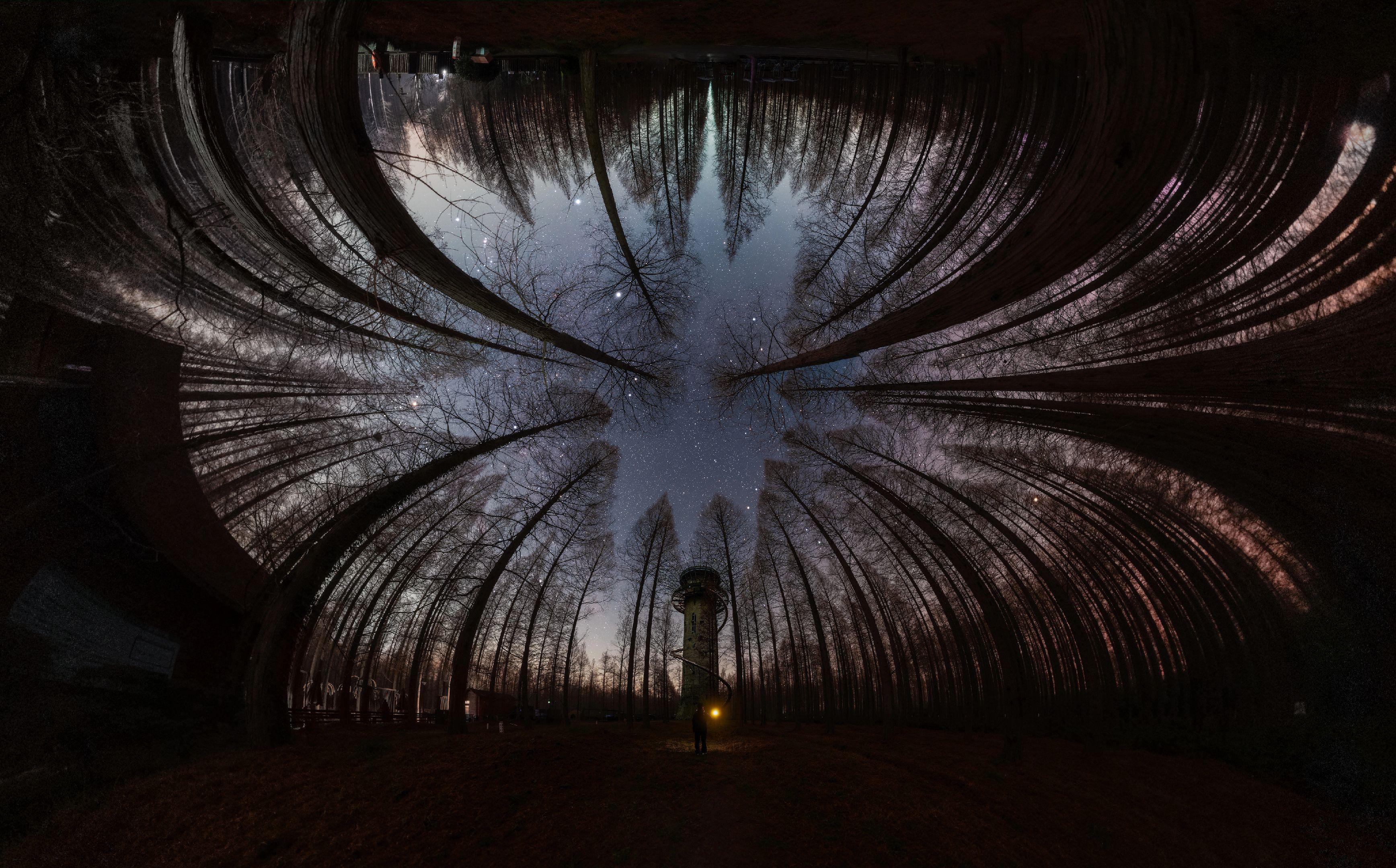 红杉林中的星空。📍江苏盐城东台黄海森林公园