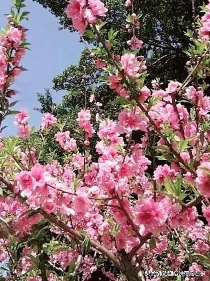 看到“画中春色惹人醉”这个上联，瞬间就被带入了那如诗如画的意境。我也试着对个下联