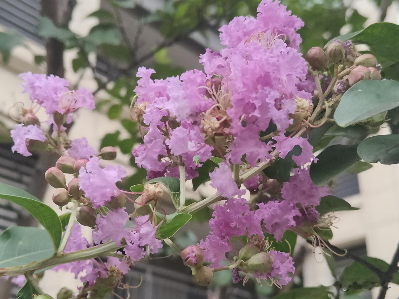 晒图笔记大赛这才是正宗的紫薇，花紫色，簇生，花期长达百天以上，颜色正宗。