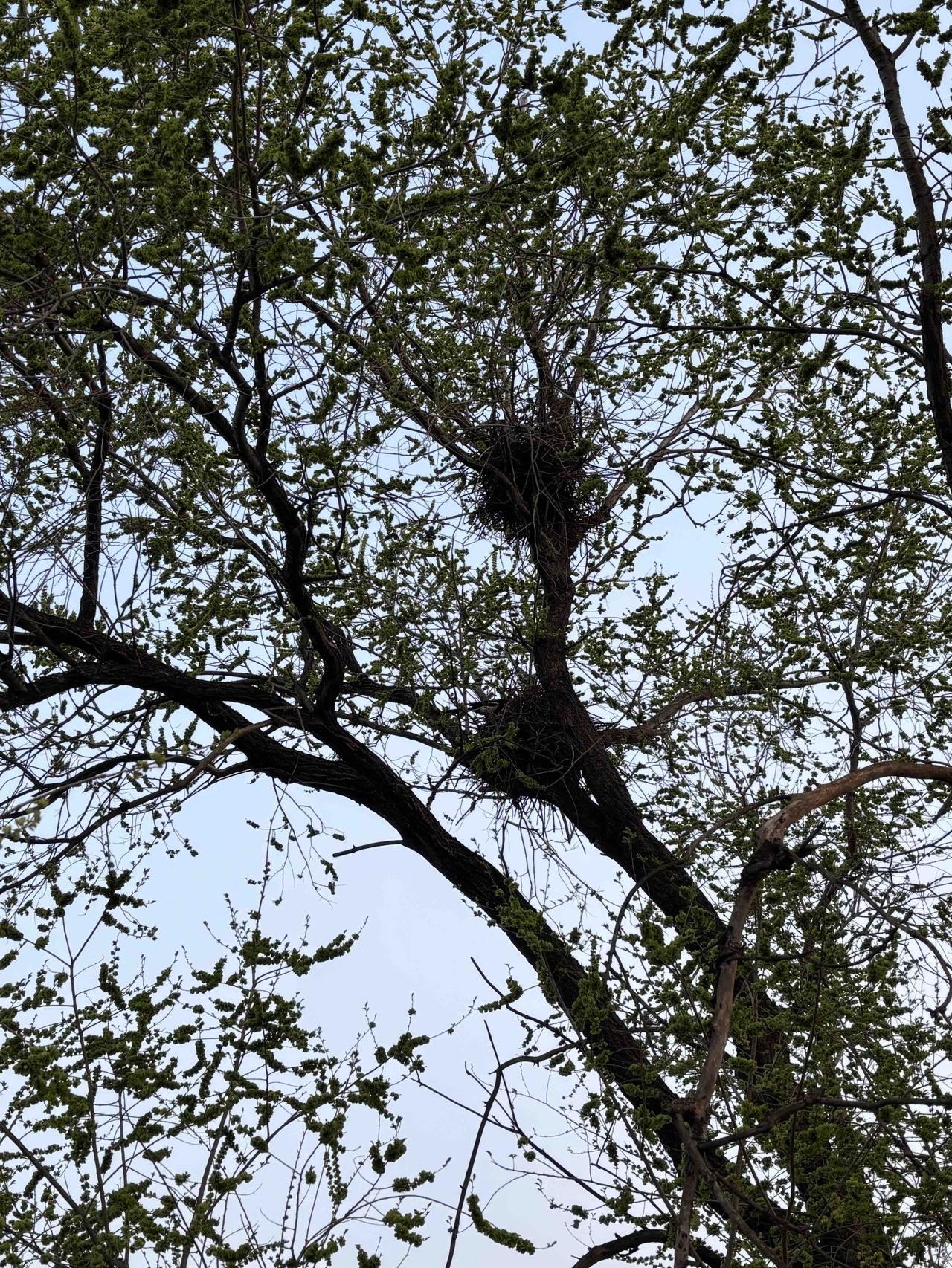 从家小跑到音乐公园，进入四月，感觉树木的颜色一天比一天发绿了，前两天枯萎的鹊巢很