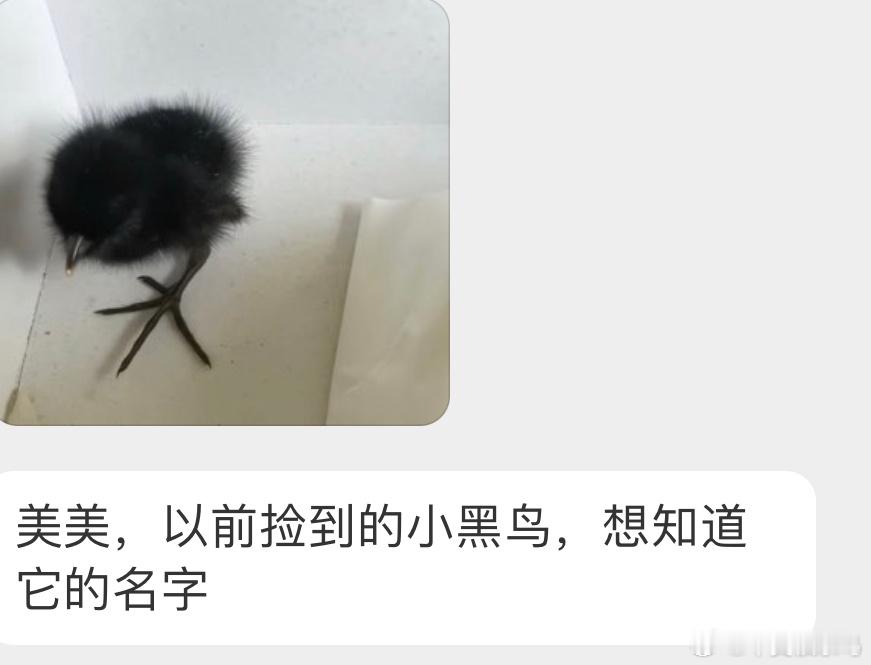 像煤球的小宝宝是秧鸡一类的幼鸟。它们和小鸡一样，一出壳就可以跟着父母溜达觅食 ​