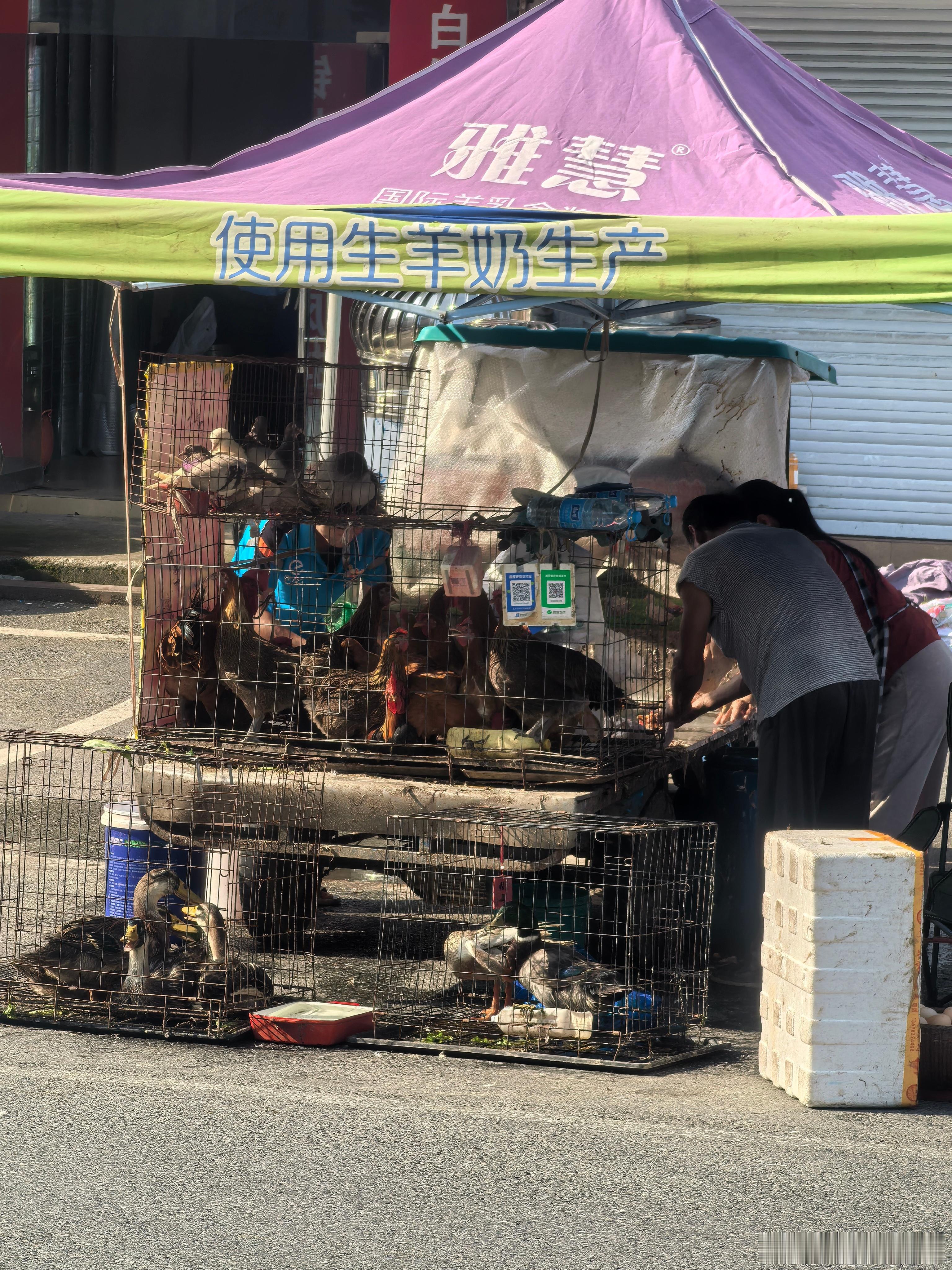 早上，两个人开车来到三桥店口，买了只老母鸡，25元一斤，85块钱。 
