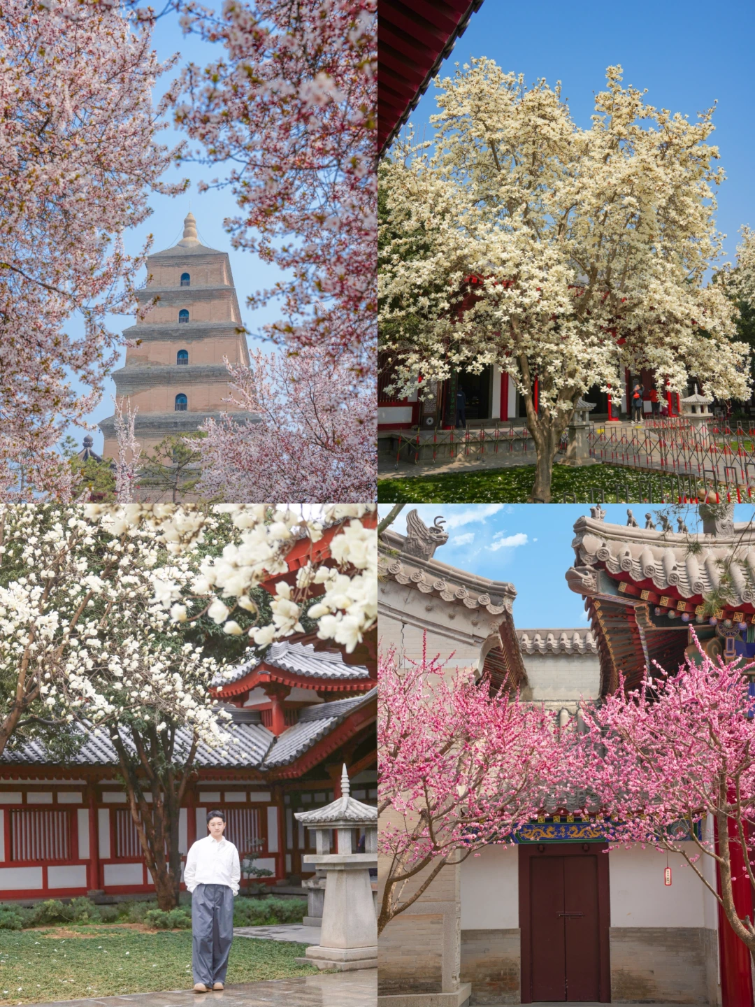 2026.3.12西安大雁塔…杀疯了！太震撼了