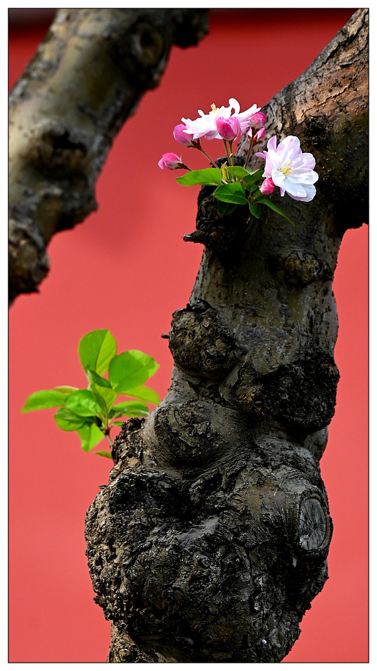 老树生花