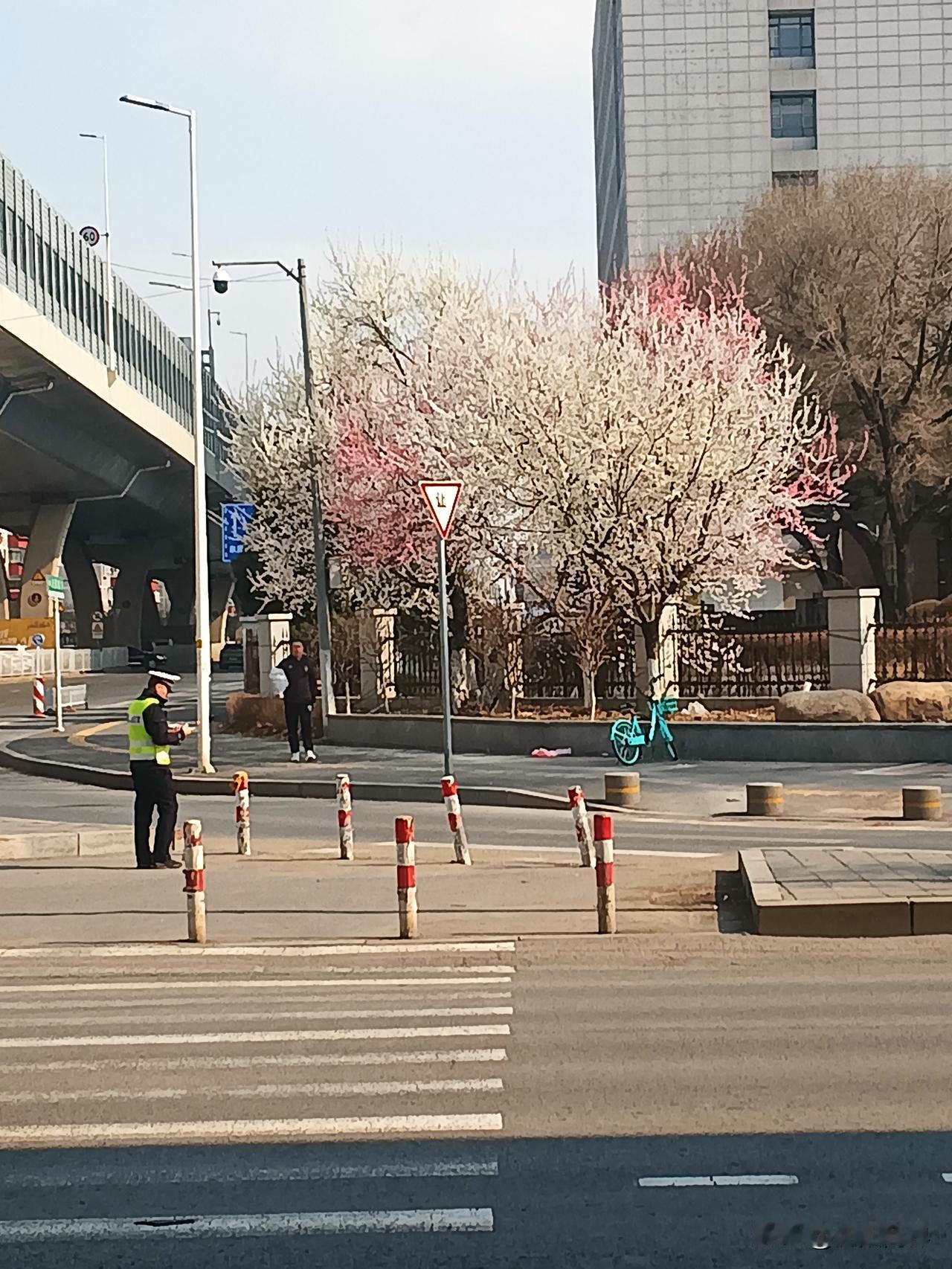 春天来了
百花齐放
沈阳满街开放的花🌸
还是京桃
大街小巷随处可见