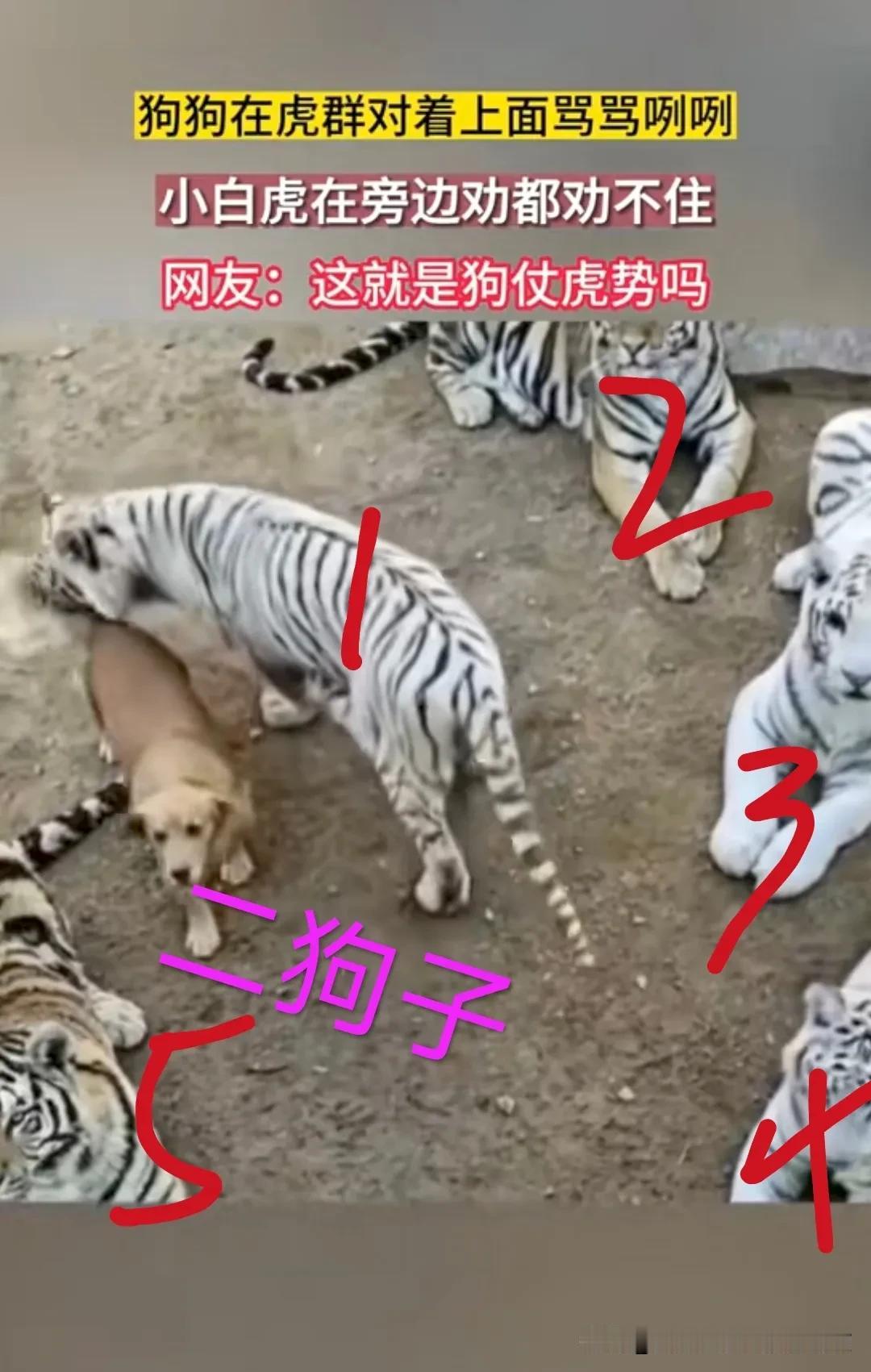 二狗子说：从来没有什么长江五虎，所谓的长江五虎都是二胖（合肥人）在网络时代编出来