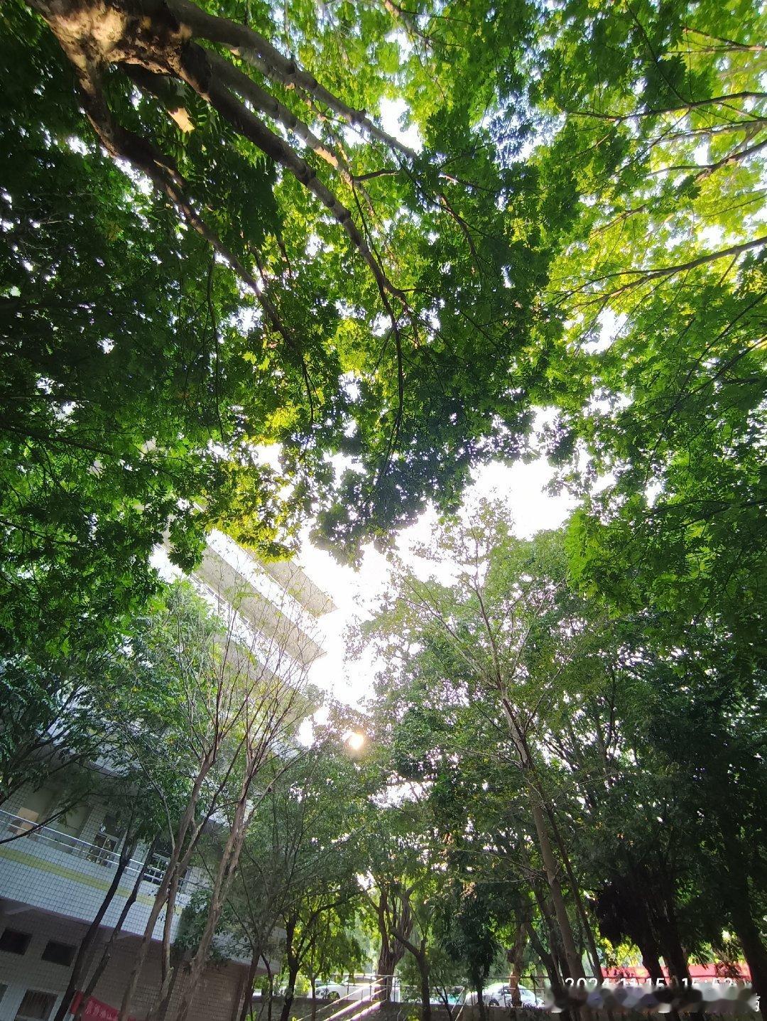 校园的光 洒在每个人的身上校园大学生活高校日常