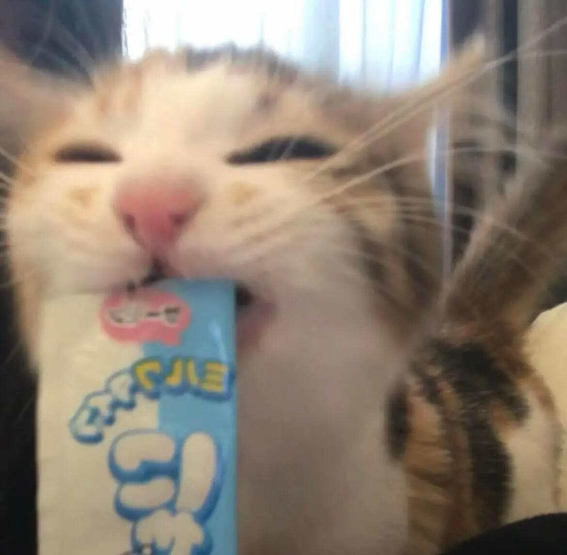 小猫被吃掉妙脆角₌᳐･֊･₌᳐੭ 