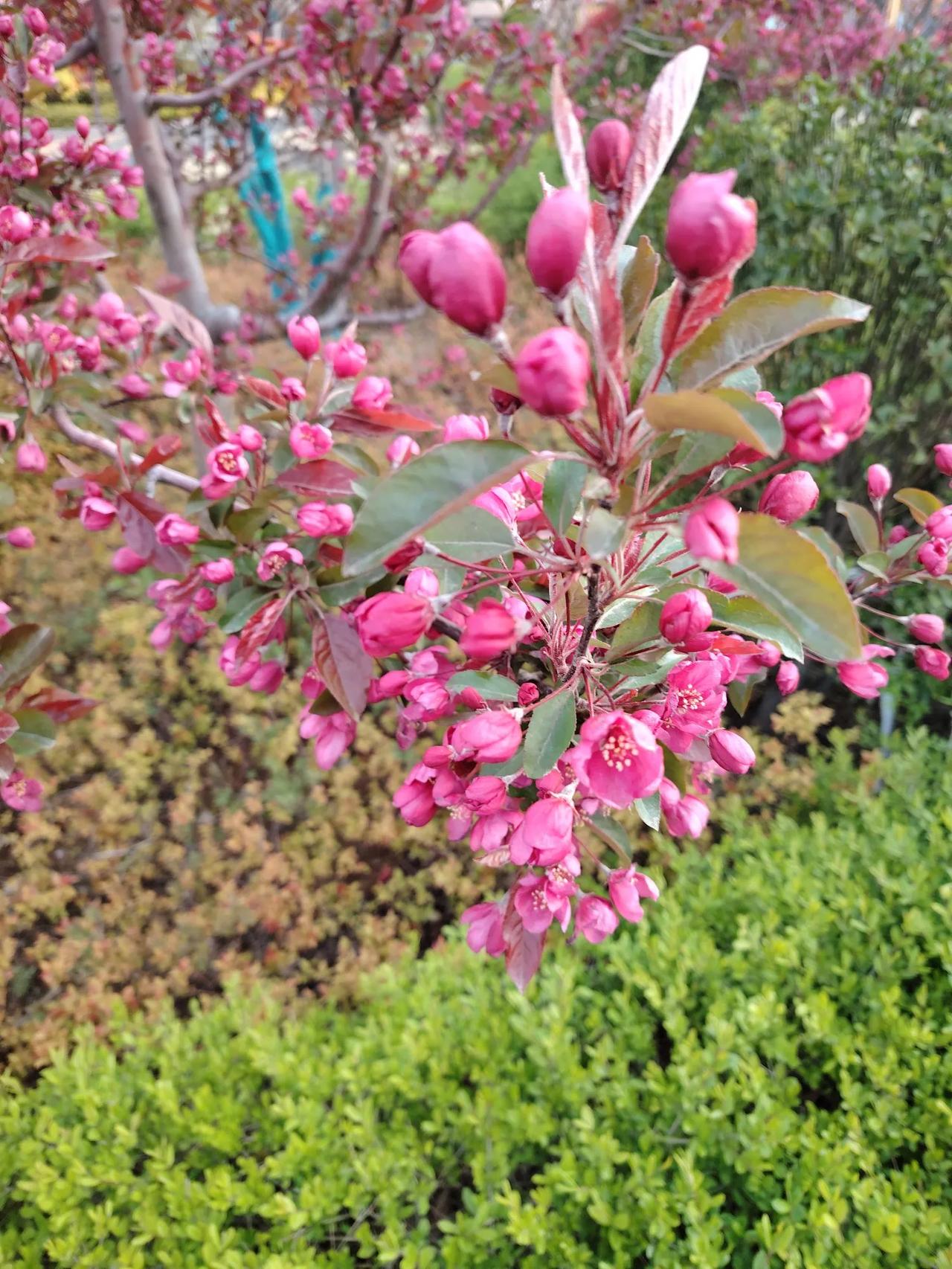 出上：旧院栽花春又过，
对下：新园打麦夏重来。