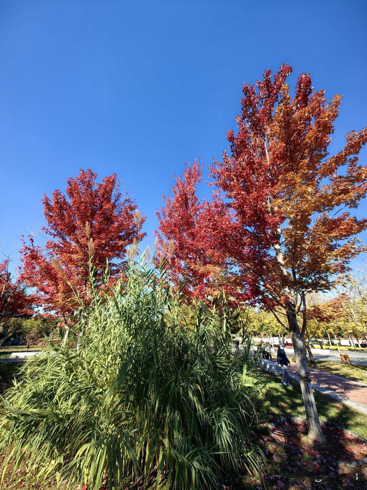 国际雕塑公园赏秋