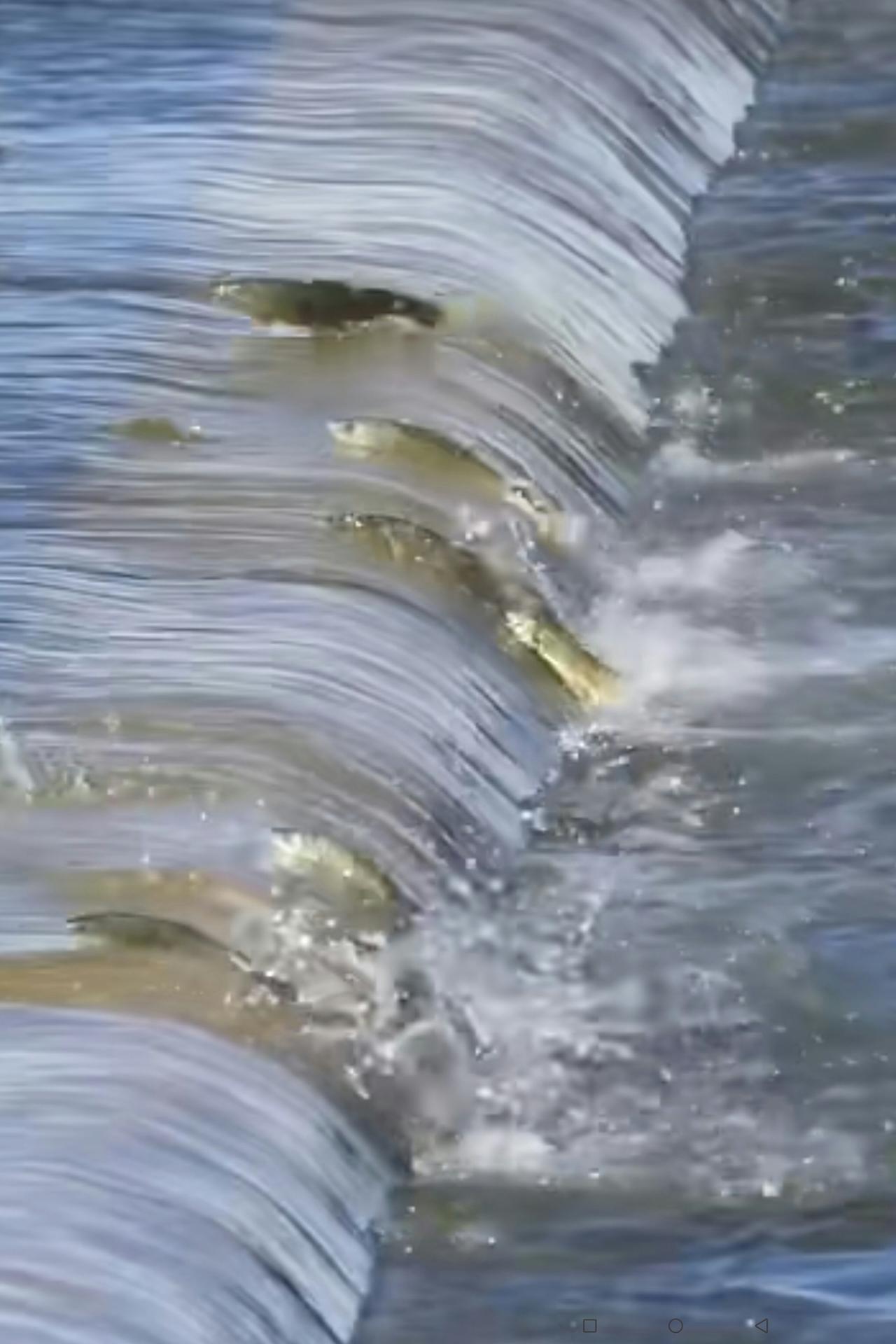 顺流而下，很容易；
逆流而上，很艰难；
人要多做逆流而上的事情，
才能实现更美好