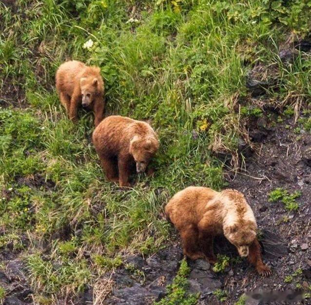 夜空突现一颗陌生新星，三熊仰望，心有灵犀，遂背起行囊，循光而行，踏上漫漫长路，只