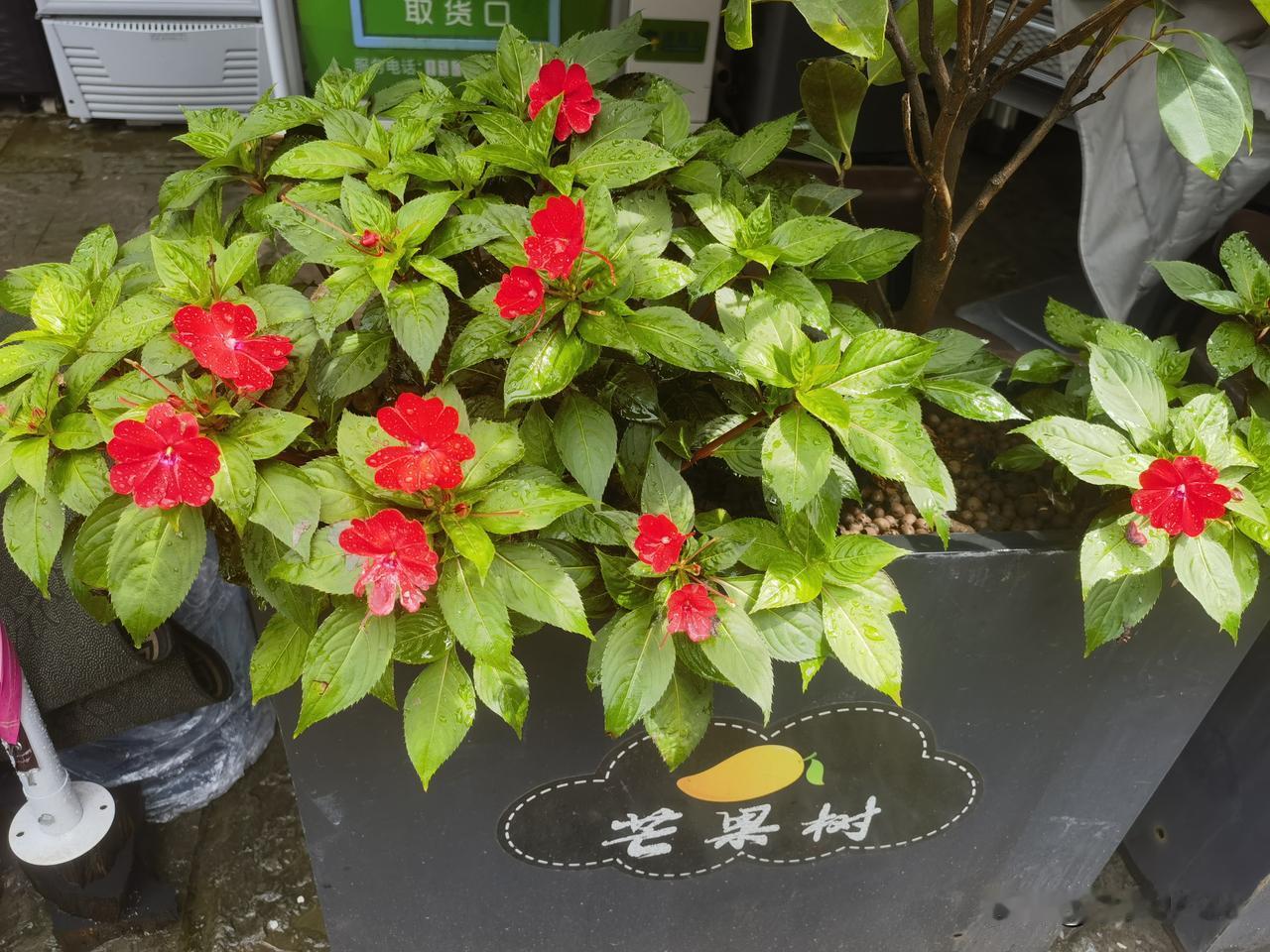 分享随手拍的三角梅花绽放的三角梅。