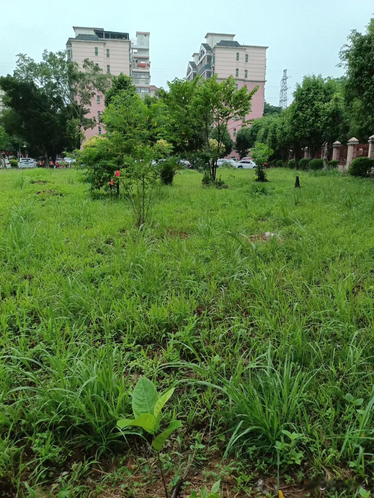 分享我这周有趣的事：这周没闲着，在小区公共绿地上种了几十棵树。我住建于1999年