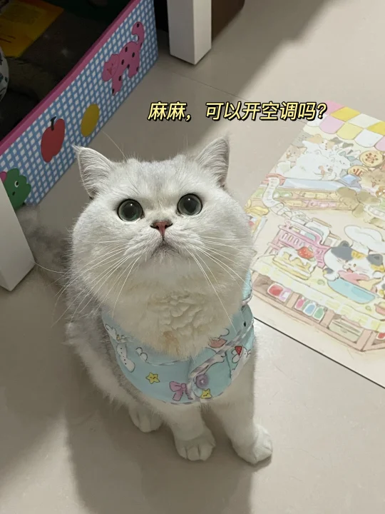 我是小猫，我同意开空调！