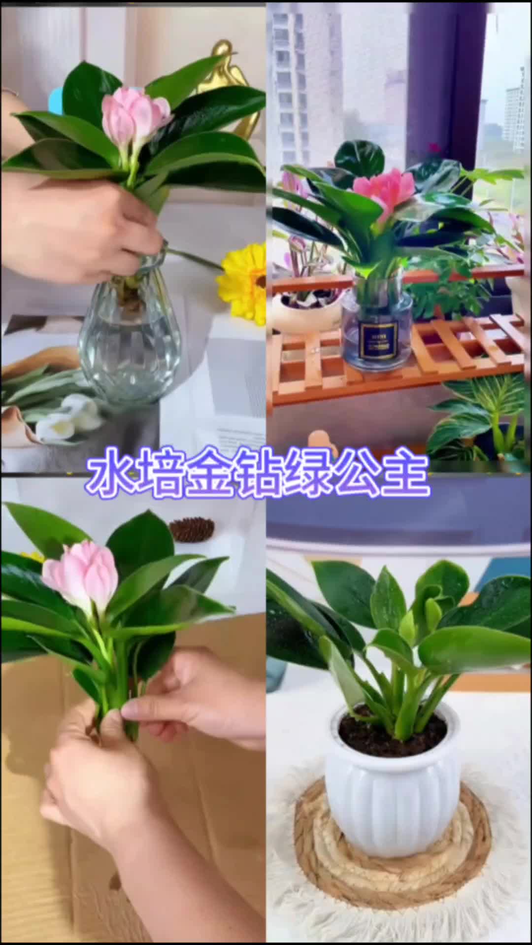 绿植