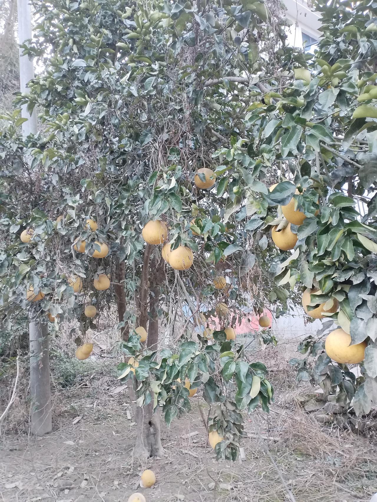 城里卖几元一斤，乡下没人要