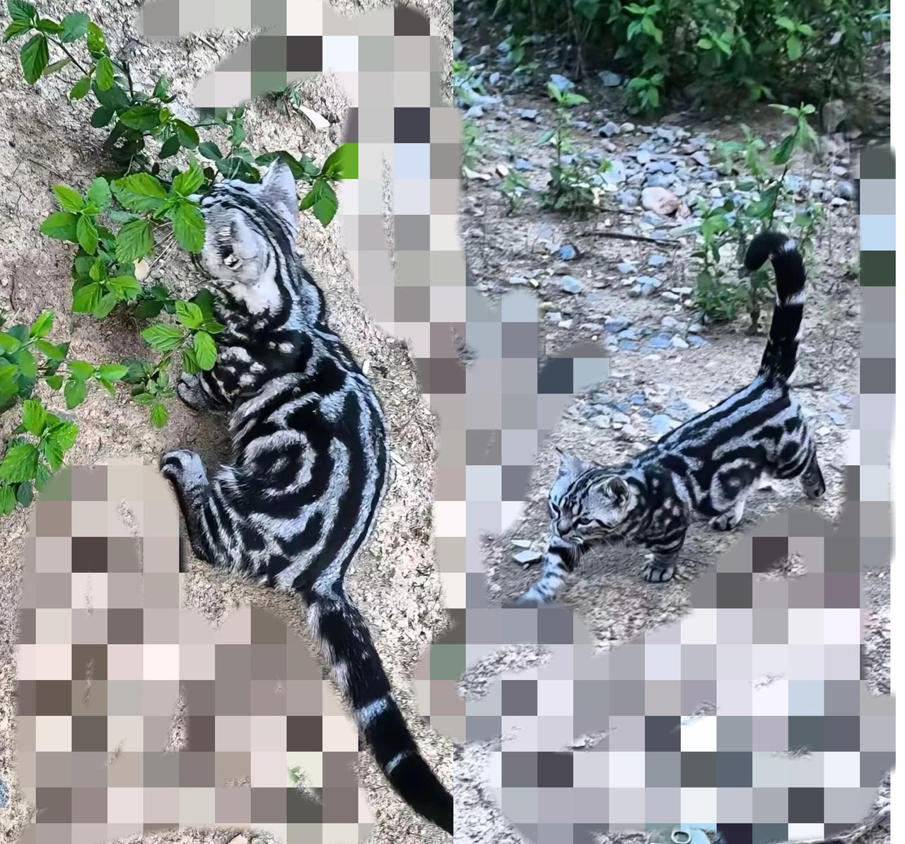 路边偶遇“小老虎”！这猫的气场真不是吹的
 
“此乃什么品种的猫”？
今早散步被