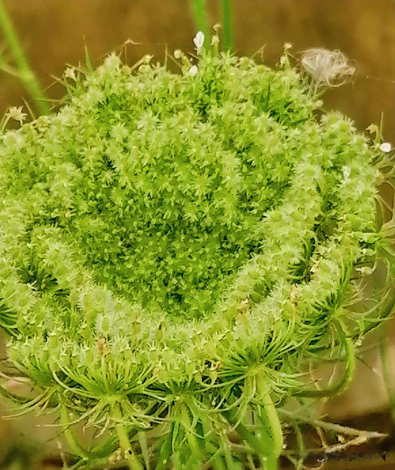 《绿花（李林摄于汉中城固）》