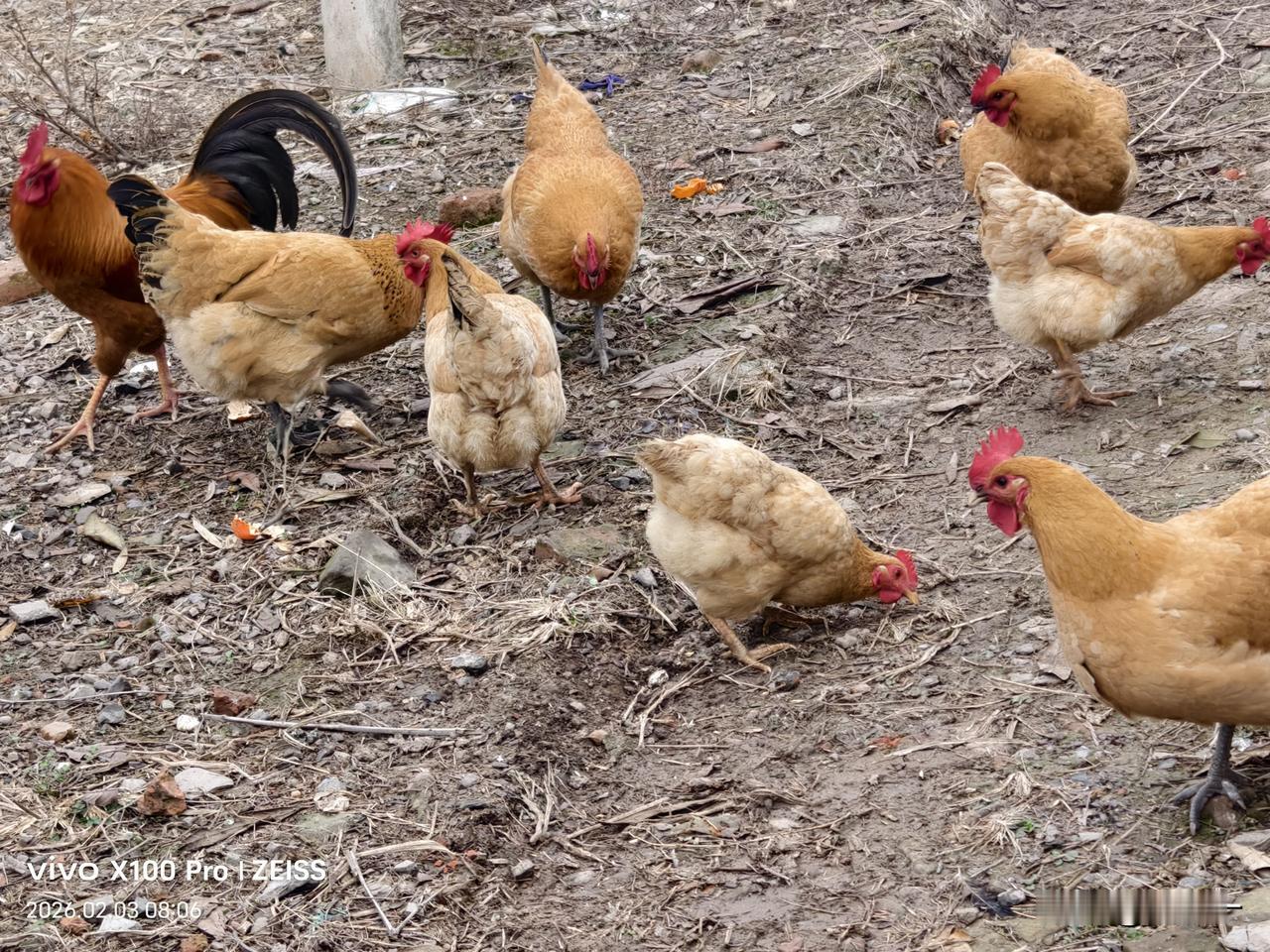 农村的土鸡蛋一般都是按个卖的，

按斤卖要追溯到80年代，那个时候鸡蛋还是统购统