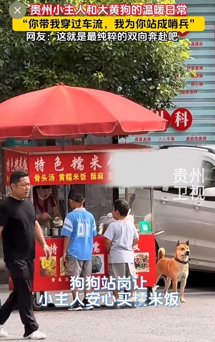 贵州小主人和大黄狗的温暖日常。
"你带我穿过车流，我为你站成哨兵"。网友：这就是