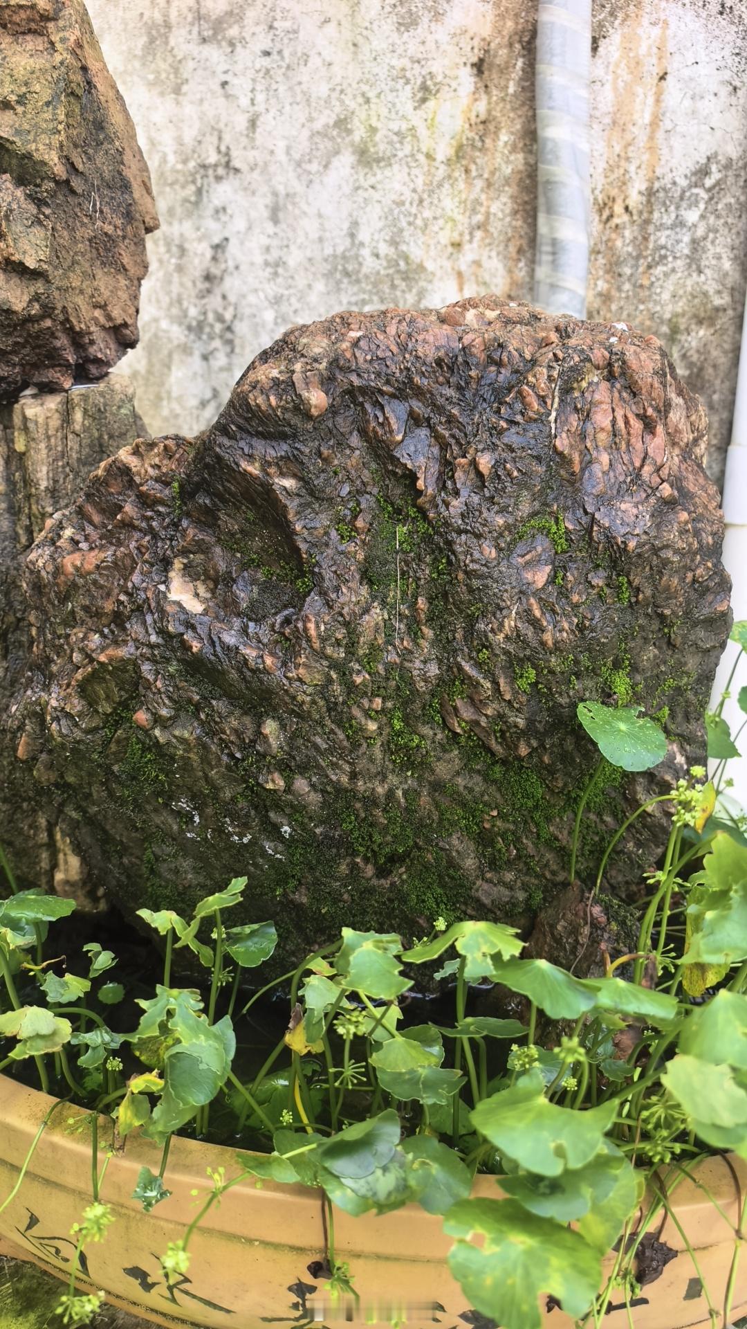 养不起宠物，养块石 